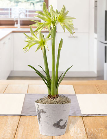 Evergreen Spider Amaryllis Potted Bulb Garden   potted bulb gardens, evergreen amaryllis, spider amaryllis, cybister amaryllis, indoor garden gifts, gifts for gardeners, potted bulb garden 