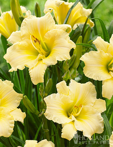 Everydaylily Cream Daylily hemerocallis everydaylilly, daylilies for sale, cream daylilies, light yellow daylilies, white daylilies, hemerocallis everydaylily cerise, everydaylily series