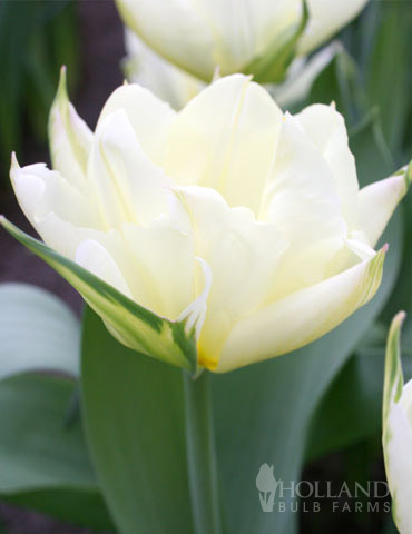 Exotic Emperor Tulip 