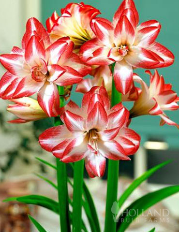 Exotic Peacock Amaryllis 