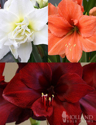 Exquisite Amaryllis Collection amaryllis bulbs, amaryllis gifts, gardening gifts, rilona amaryllis, queen of night amaryllis, white amaryllis, unqiue amaryllis, hippeastreum