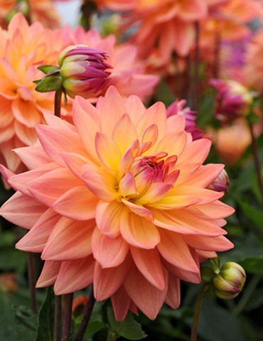 Extase Decorative  Dahlia 