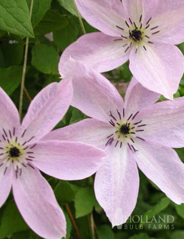 Fairy Dust Clematis 