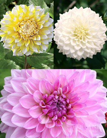 Fairys Touch Dahlia Garden 