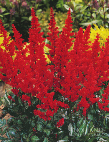 Fanal Red Astilbe 