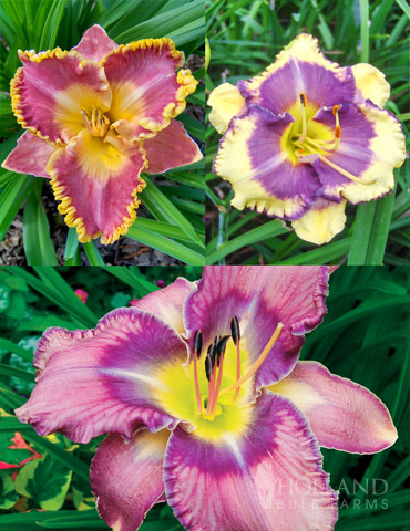 Fancy Frills Daylily Collection