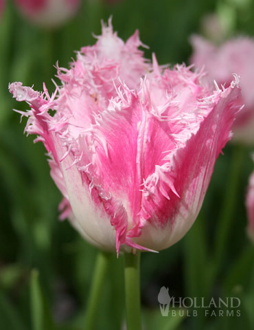 Fancy Frills Fringed Tulip 