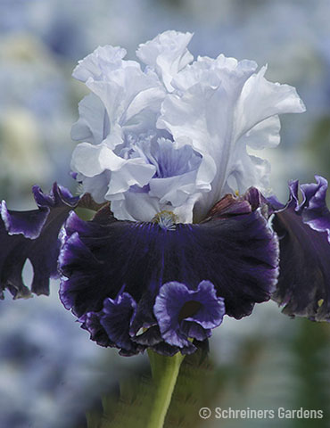 Feel the Thunder Bearded Iris 