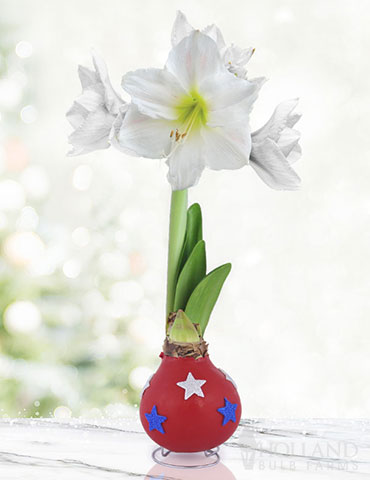 Festive Parade Waxed Amaryllis 