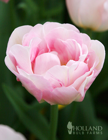 Finola Double Late Tulip 