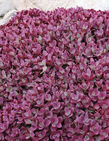 Firecracker Sedum ground cover sedum, firecracker sedum, sunsparkle firecracker sedum, firecracker sedum ground cover