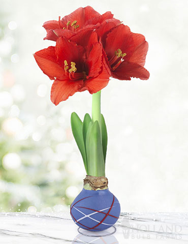 Fireworks Picasso Waxed Amaryllis 