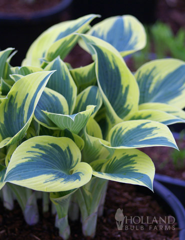 First Frost Hosta 