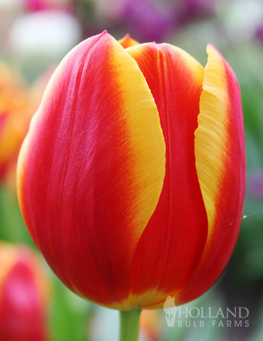 Flair Single Early Tulip