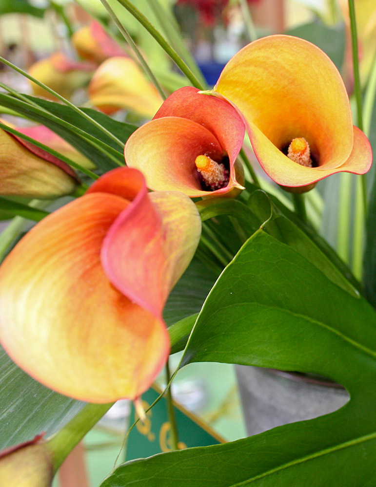 Flame Calla Lilies 