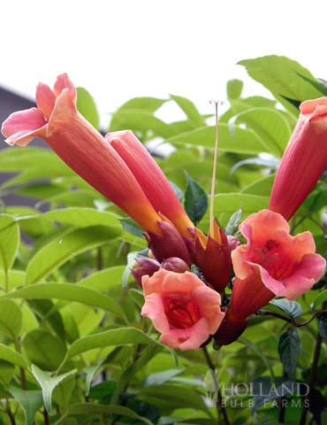 Flamenco Trumpet Vine 