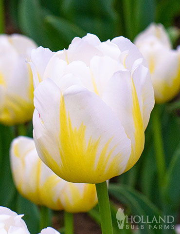 Flaming Agrass Triumph Tulip 