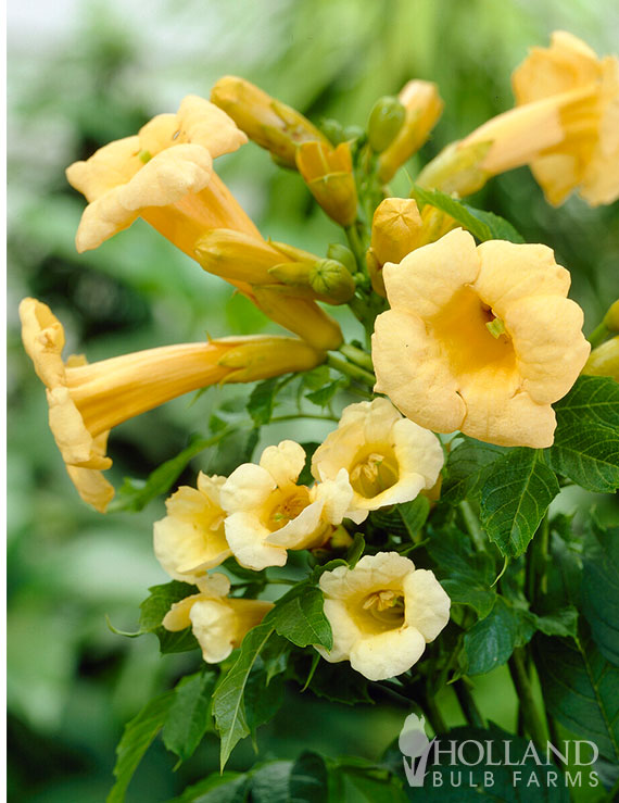 Flava Yellow Pre-Potted Trumpet Vine