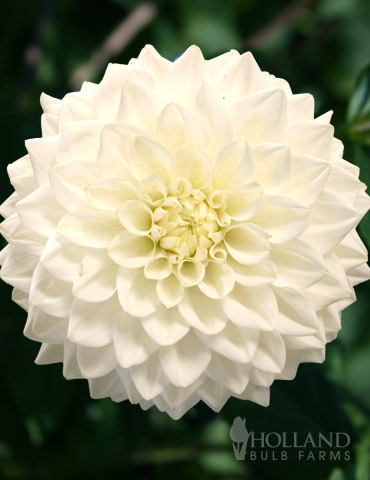 Fleurel Dinnerplate Dahlia 