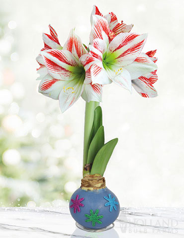 Flower Power Waxed Amaryllis 