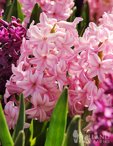 Fondant Hyacinth