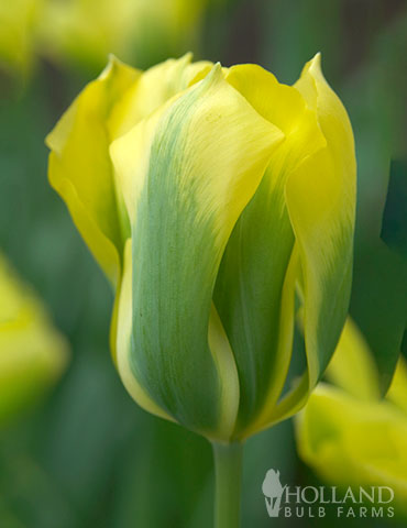 Formosa Tulip