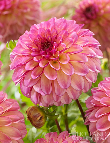 Foxy Lady Decorative Dahlia 