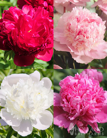 Fragrant Peony Collection