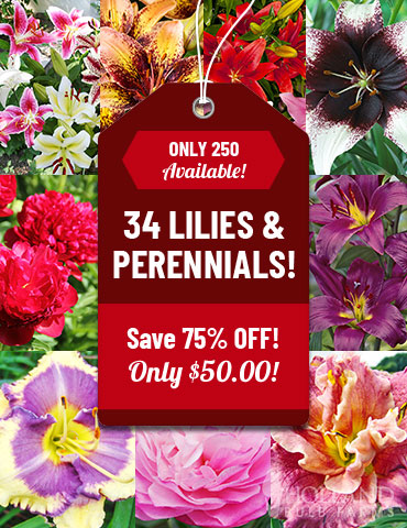 Fragrant Perennial and Lily Grab Bag lily bulbs for sale, asiatic lilies, daylily roots for sale, spring blooming perenials, peonies for sale