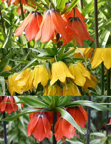 Frantic for Fritillaria Collection 