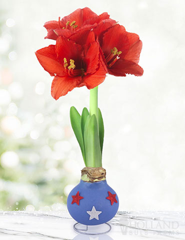 Freedom Waxed Amaryllis 