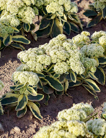 Frosted Fire Sedum 