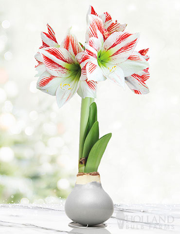 Frosted Sugar Cookie Waxed Amaryllis 