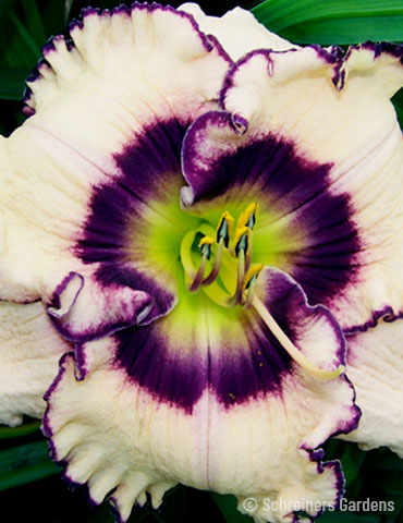 Frosty Elegance Daylily 