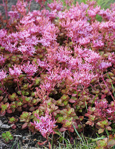 Fulda Glow Sedum sedum fulda glow, ground cover sedum, fulda glow sedum, sedum voodoo, drought tolerant perennials, sedums ground cover, sedum plant online, sedum hardy