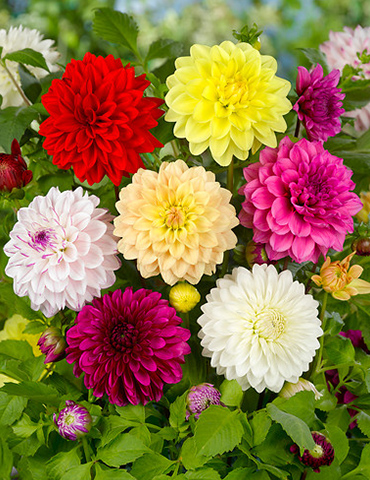 Gallery Mix Dahlias 