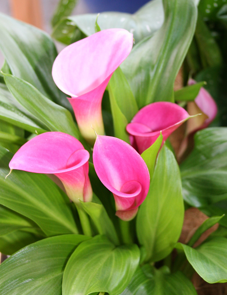 Garnet Glow Calla Lilies 