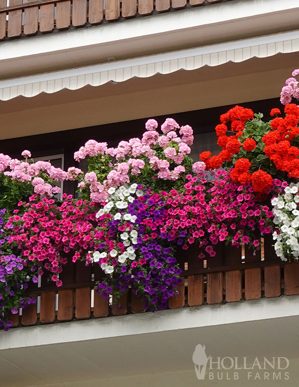 Geranium Big EZEE Colorful Mix Plant Start 6-Pack