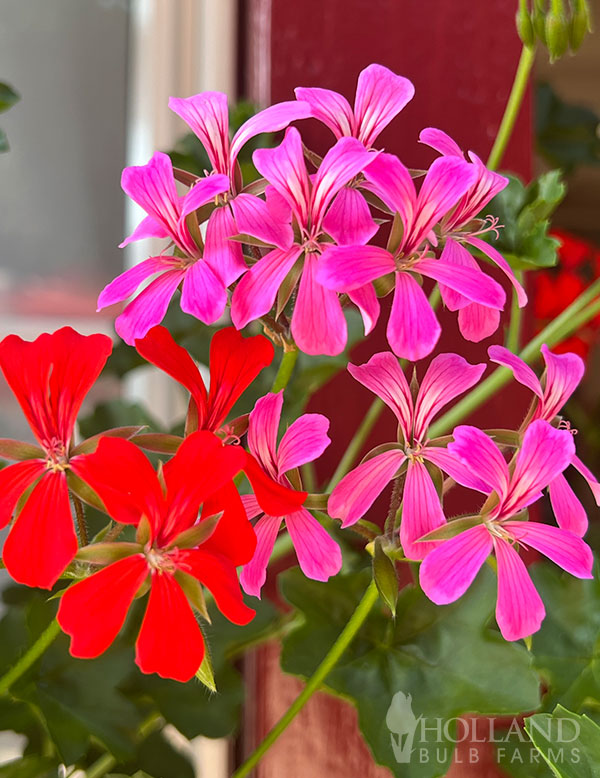 Geranium Ivy Trailing Mix Plant Start 6-Pack