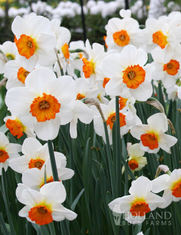 Geranium Tazetta Daffodil 