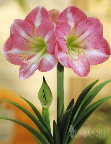 Giant Charming Amaryllis Kit 