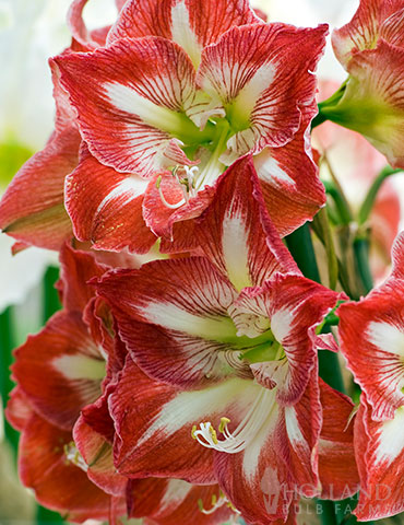 Giant Minerva Amaryllis Kit 