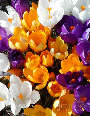 Giant Mixed Crocus 