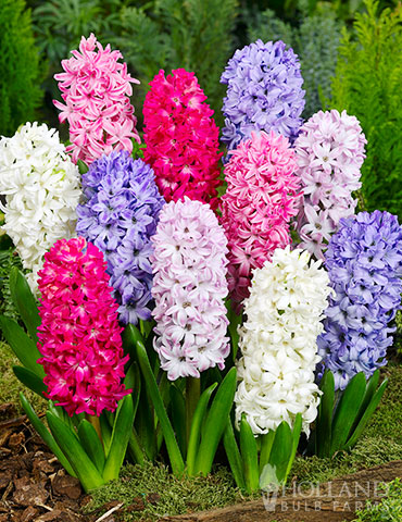 Giant Mixed Hyacinths - 15 bulbs