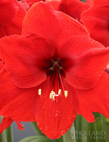 Giant Red Lion Amaryllis Kit 