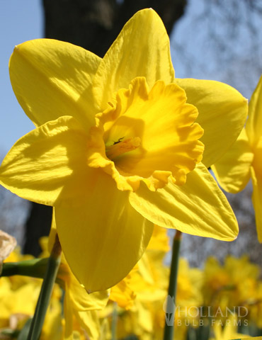 Gigantic Star Daffodil 