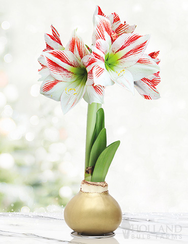 Gingerbread Waxed Amaryllis 