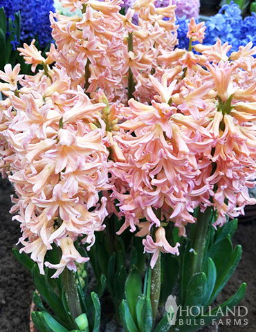 Gipsy Queen Hyacinth 