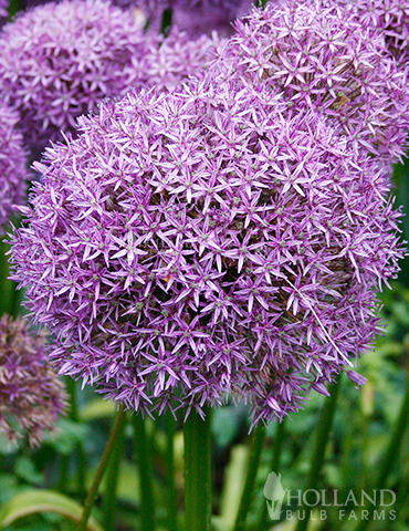 Gladiator Allium 