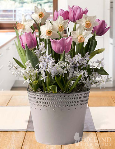 Glorious Song Potted Bulb Garden indoor garden gifts, potted bulb gardens, living gardens, potted flowers, tulips in pots, gifts for gardeners